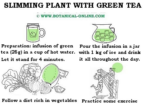 Green Tea Diet Plan